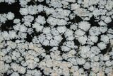 Polished Snowflake Obsidian Section - Utah #114204-1